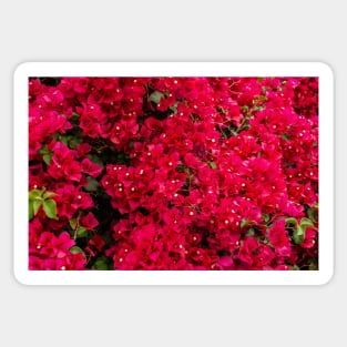 Bougainvillea Sticker